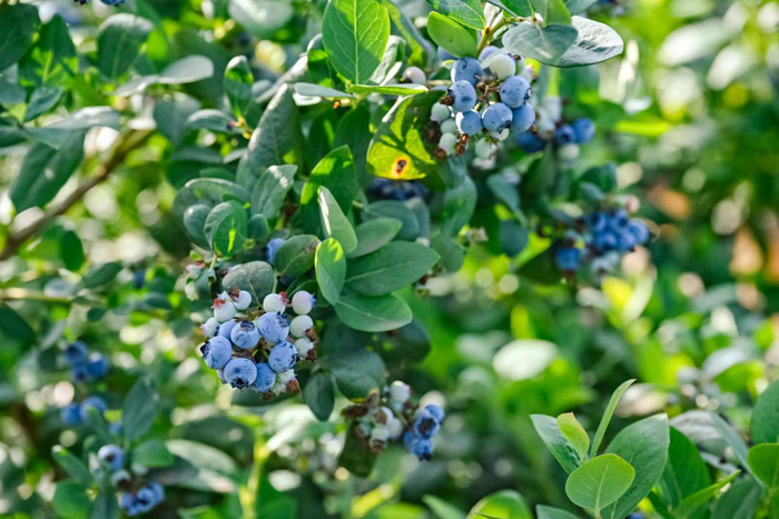 蓝莓视频-种植技术
